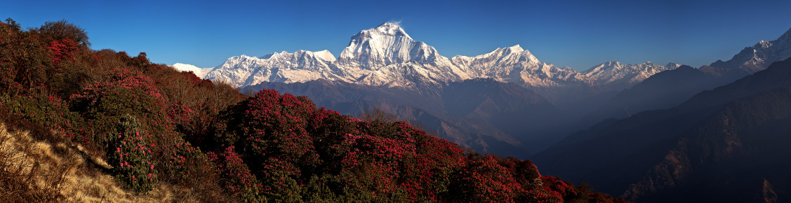 Dhaulagiri I & Rhododendrons II