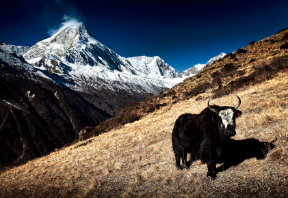 Yak & Manaslu (8163m)